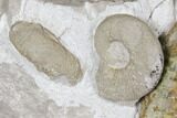 Ammonite (Orthosphinctes) Fossils on Rock - Germany #125893-1